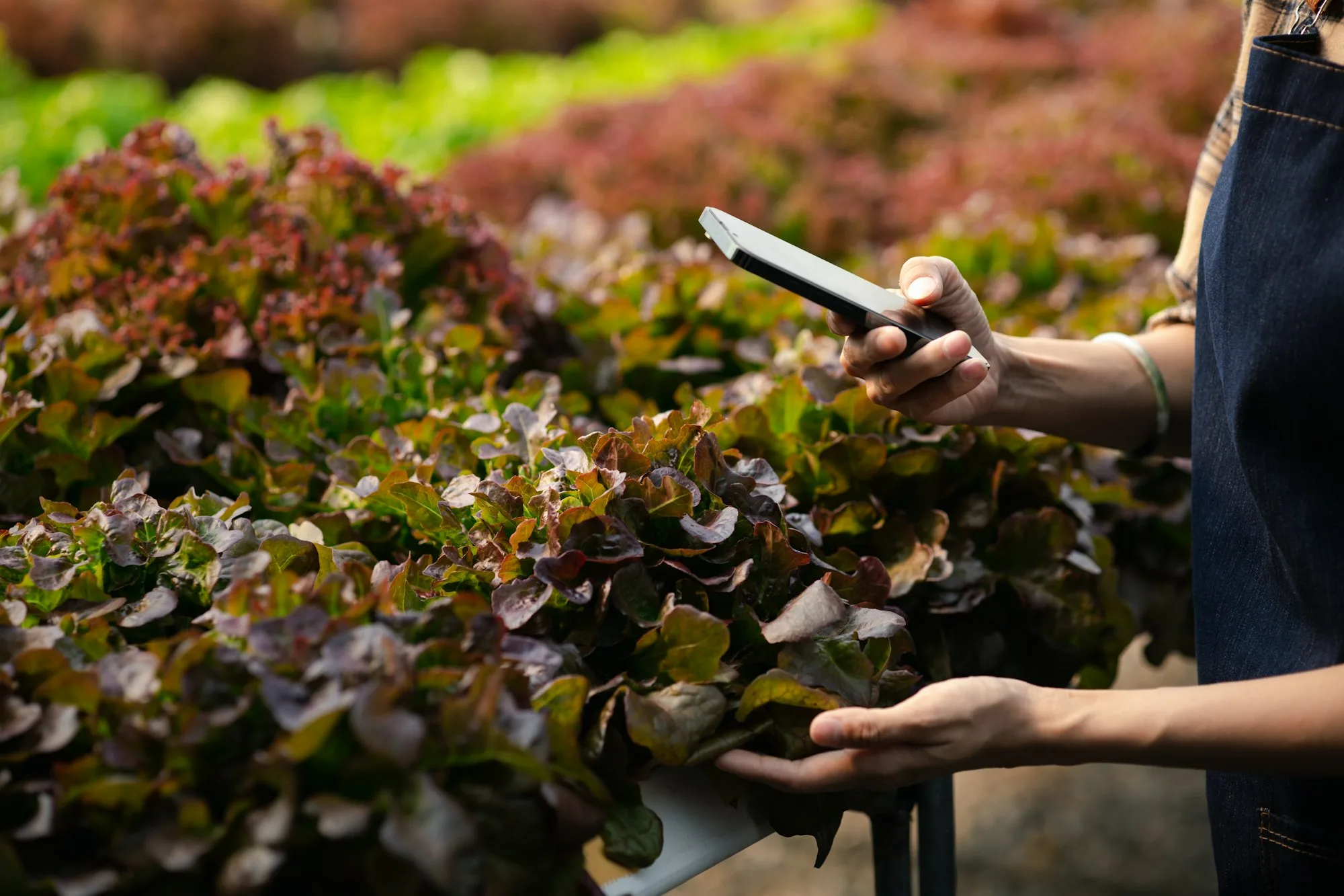 Woman using phone to take pictures of hydroponics vegetables, grows wholesale hydroponic vegetables
