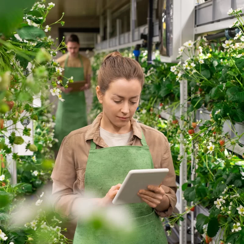 Female worker of vertical farm scrolling in tablet while standing between shelves with strawberries